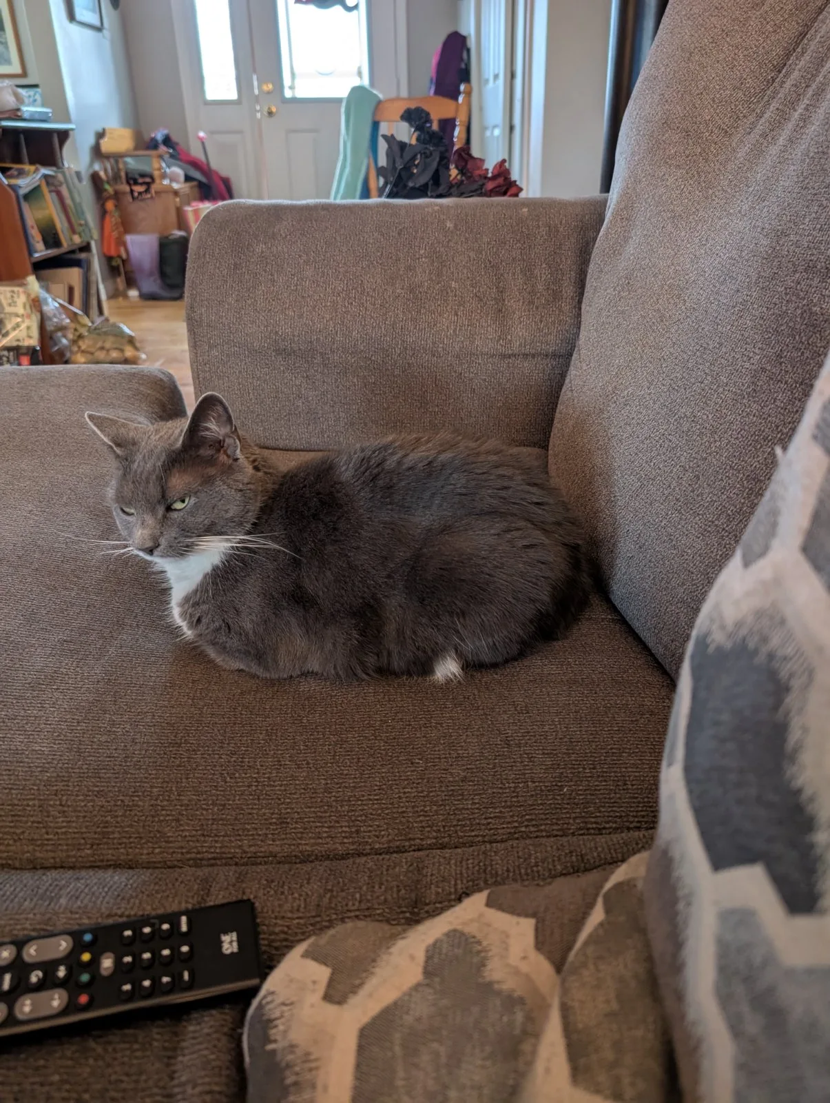 A cat on a cosy sofa